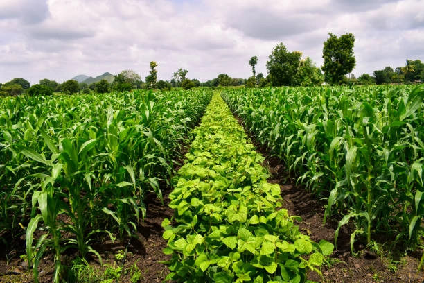Training on Developing Climate-Resilient Crop Varieties